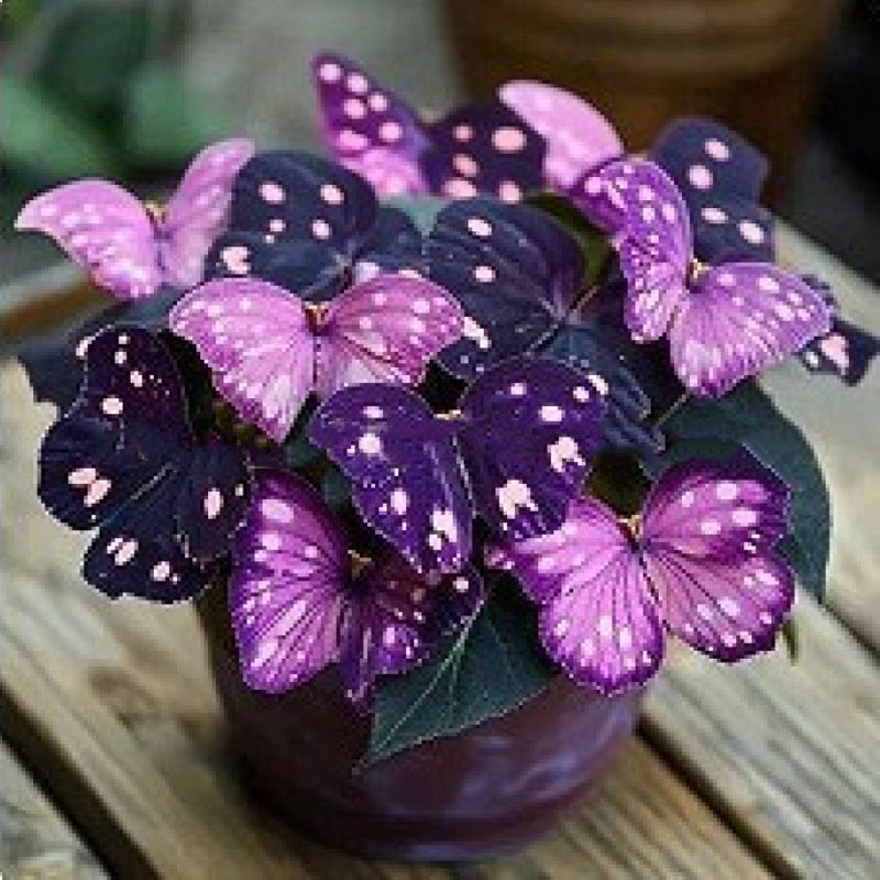 LunaWing™ Butterfly Bloom Seeds — Watch Your Garden Spark Magic with Stunning Butterfly Blooms