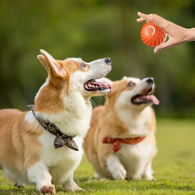 SparkTail™ — Ignite Your Dog’s Wild Instincts with Endless Thrills and Nonstop Fun