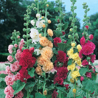 BloomBurst™ — Transform Your Garden Into a Showstopper | 50% Off