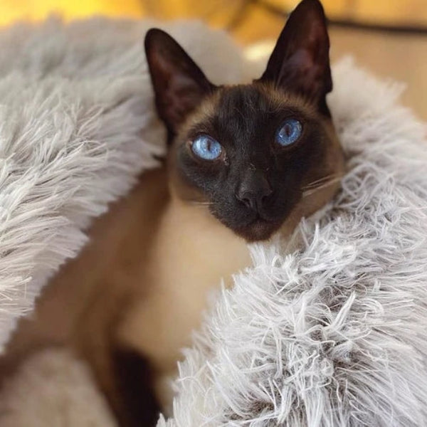DreamCozy™ — Cradle Your Pet in Ultimate Comfort | 50% Off